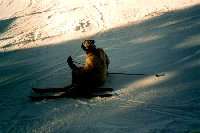 im Schnee liegt es sich gut