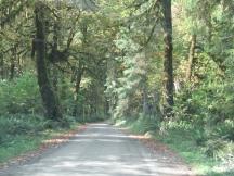 Quinault Rain Forest im Olympic NP