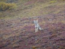 Kojote im Denali NP